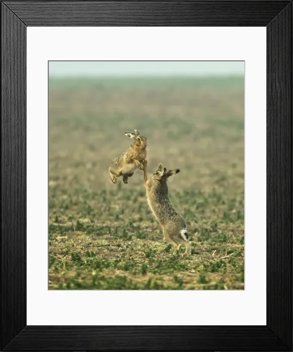 Framed Print : Picture No. 10891614 Framed Print : Picture No. 10891614