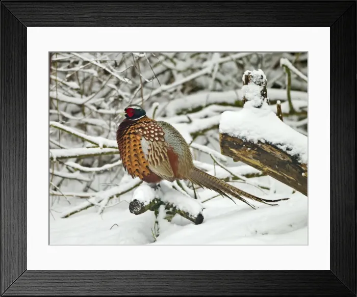 Framed Print : Picture No. 10891618 Framed Print : Picture No. 10891618