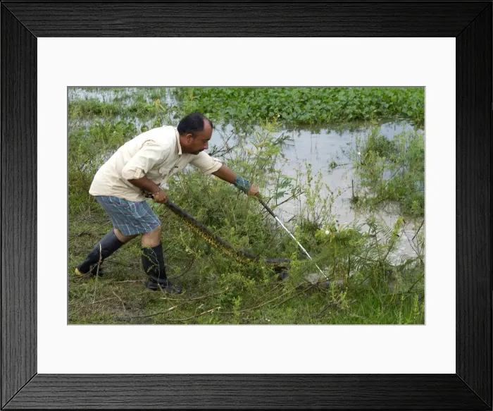 Framed Print : Picture No. 10891599 Framed Print : Picture No. 10891599