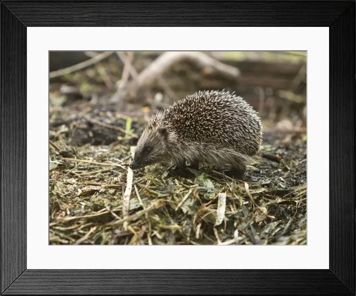 Framed Print : Picture No. 10891615 Framed Print : Picture No. 10891615