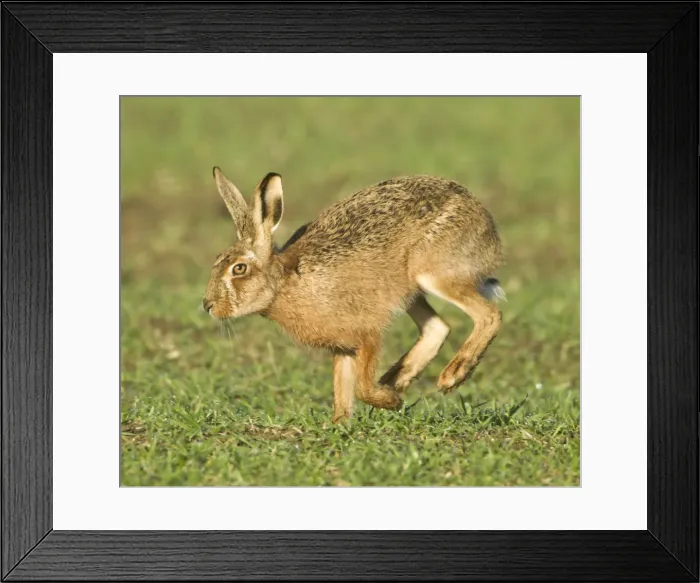 Framed Print : Picture No. 10891620 Framed Print : Picture No. 10891620