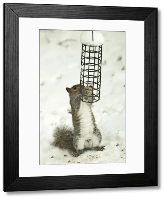 Framed Print : Picture No. 10891621 Framed Print : Picture No. 10891621