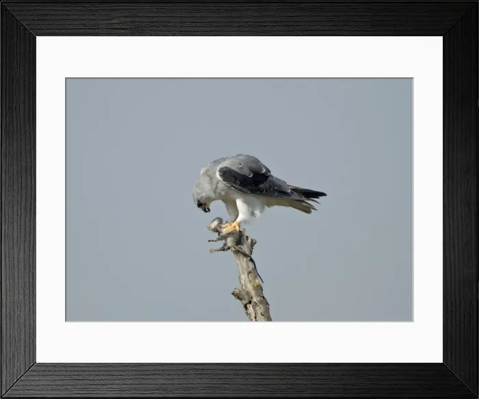 Framed Print : Picture No. 10891622 Framed Print : Picture No. 10891622