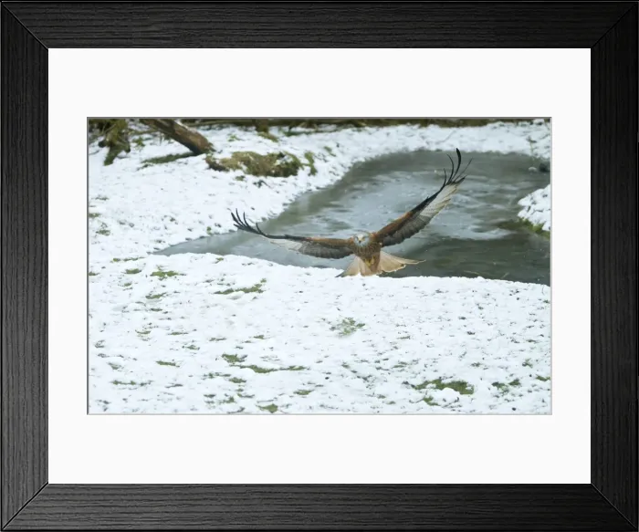 Framed Print : Picture No. 10891619 Framed Print : Picture No. 10891619
