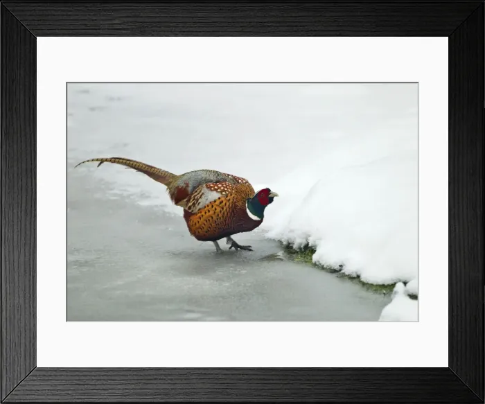 Framed Print : Picture No. 10891617