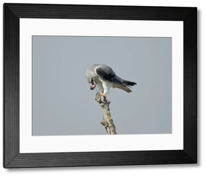 Framed Print : Picture No. 10891624 Framed Print : Picture No. 10891624