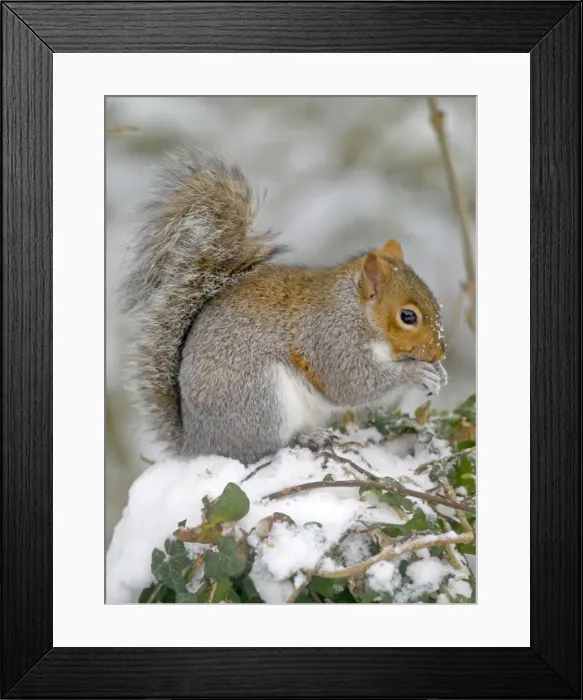 Framed Print : Picture No. 10891625 Framed Print : Picture No. 10891625