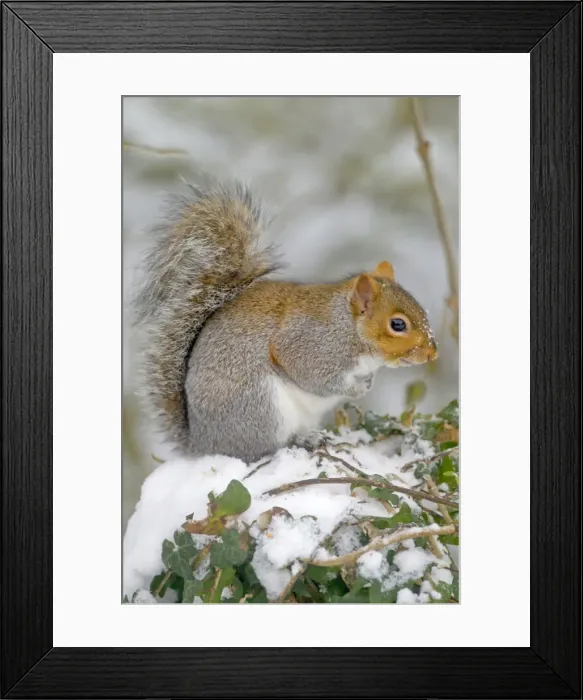 Framed Print : Picture No. 10891626 Framed Print : Picture No. 10891626