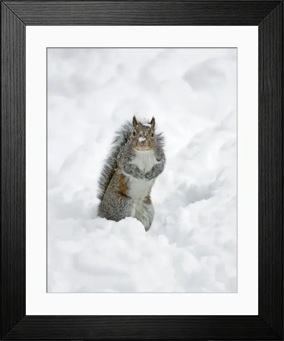 Framed Print : Picture No. 10891628