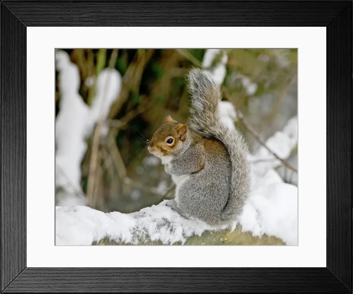 Framed Print : Picture No. 10891627