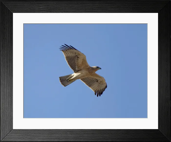Framed Print : Picture No. 10891629 Framed Print : Picture No. 10891629