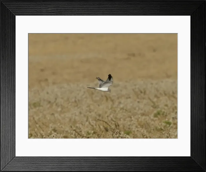 Framed Print : Picture No. 10891633 Framed Print : Picture No. 10891633