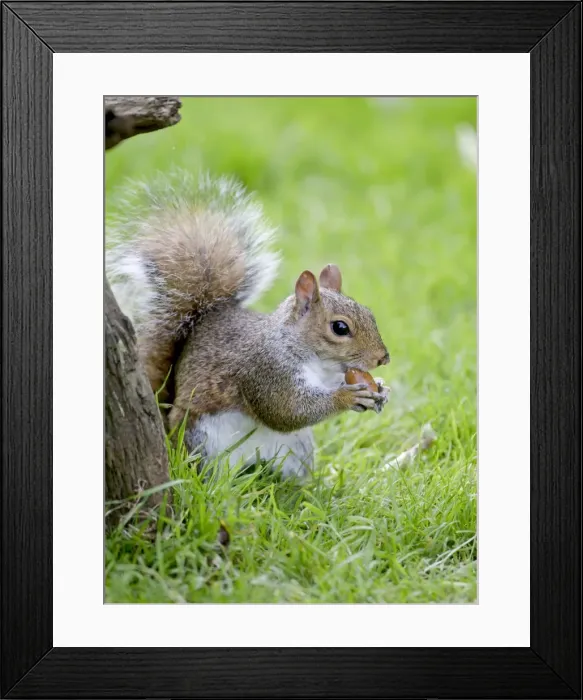 Framed Print : Picture No. 10891636 Framed Print : Picture No. 10891636