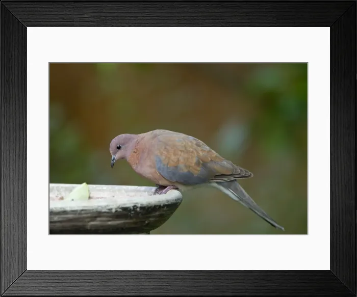 Framed Print : Picture No. 10891643 Framed Print : Picture No. 10891643