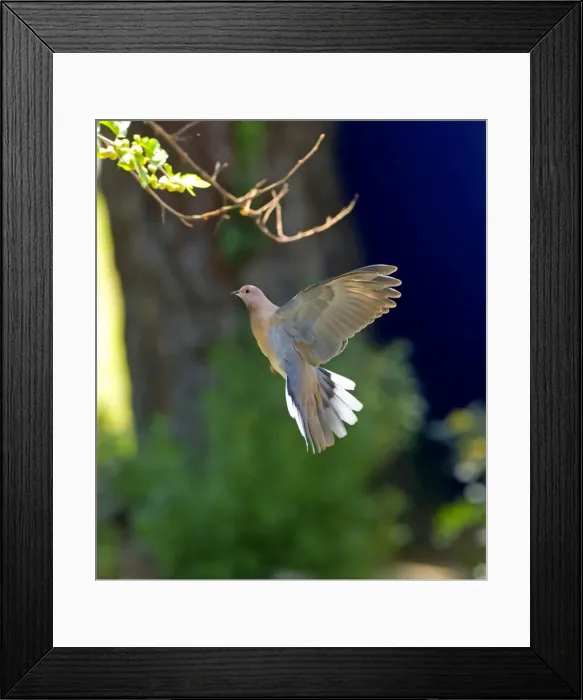 Framed Print : Picture No. 10891646 Framed Print : Picture No. 10891646