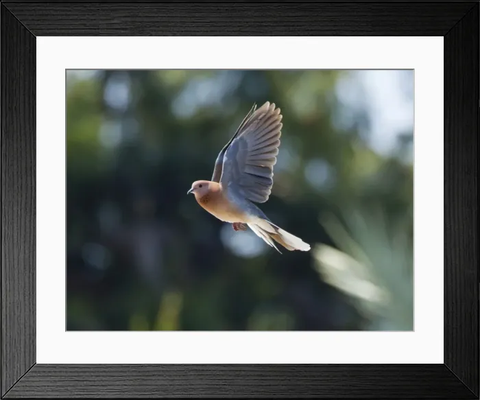 Framed Print : Picture No. 10891645 Framed Print : Picture No. 10891645