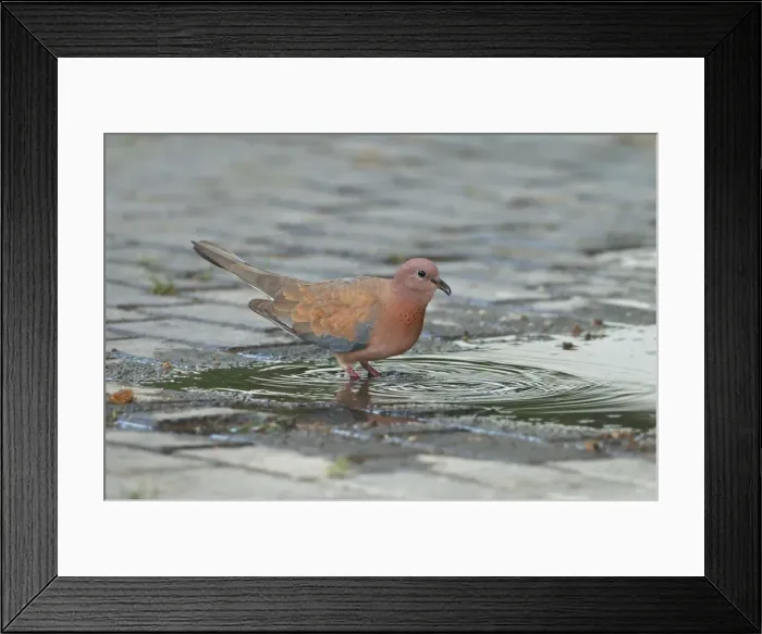 Framed Print : Picture No. 10891644 Framed Print : Picture No. 10891644