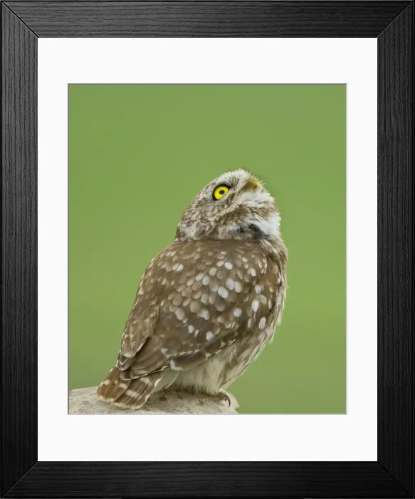 Framed Print : Picture No. 10891647 Framed Print : Picture No. 10891647