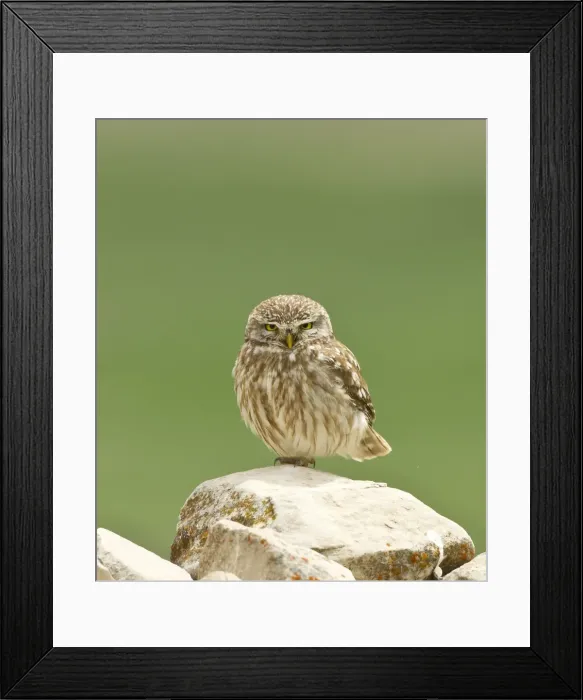 Framed Print : Picture No. 10891648 Framed Print : Picture No. 10891648