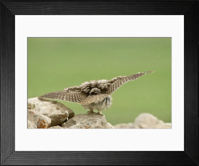 Framed Print : Picture No. 10891650 Framed Print : Picture No. 10891650