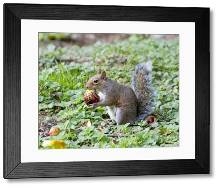 Framed Print : Picture No. 10891642