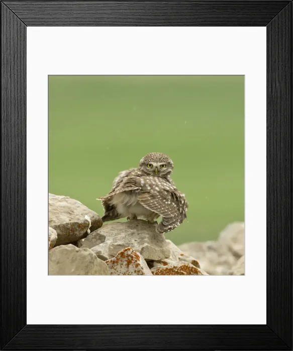 Framed Print : Picture No. 10891653 Framed Print : Picture No. 10891653