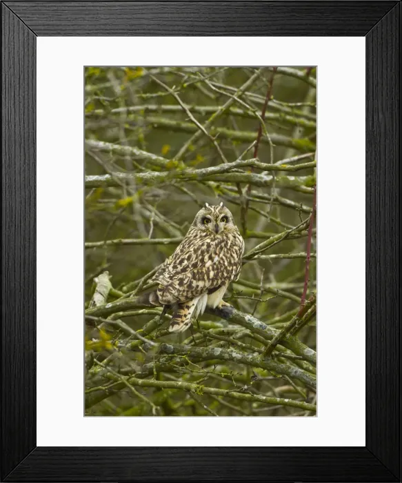 Framed Print : Picture No. 10891654 Framed Print : Picture No. 10891654
