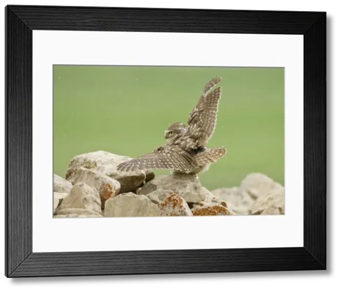 Framed Print : Picture No. 10891651 Framed Print : Picture No. 10891651