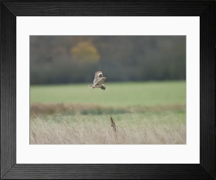 Framed Print : Picture No. 10891657 Framed Print : Picture No. 10891657
