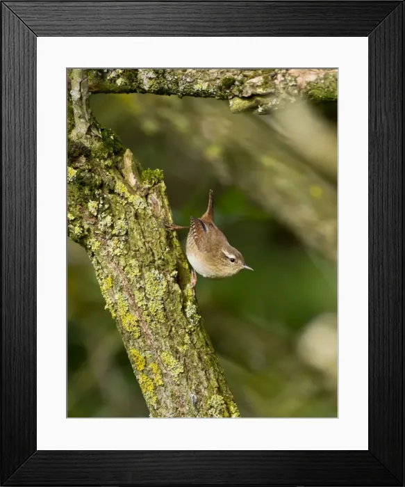 Framed Print : Picture No. 10891660 Framed Print : Picture No. 10891660