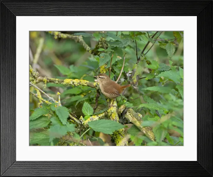 Framed Print : Picture No. 10891661 Framed Print : Picture No. 10891661