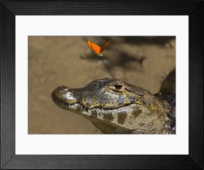 Framed Print : Picture No. 10891663 Framed Print : Picture No. 10891663