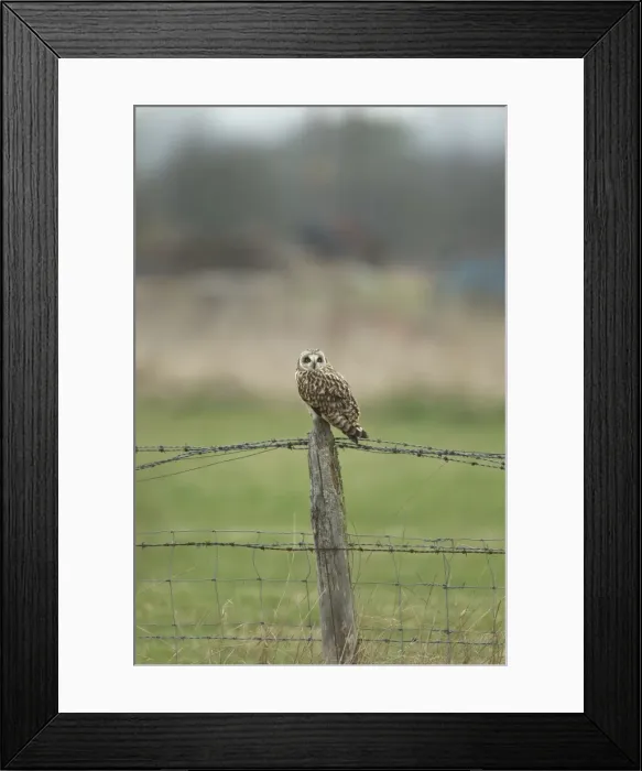 Framed Print : Picture No. 10891655