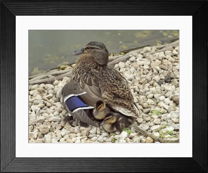 Framed Print : Picture No. 10891665 Framed Print : Picture No. 10891665