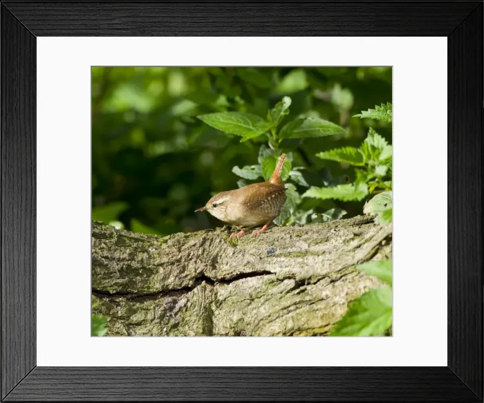 Framed Print : Picture No. 10891662 Framed Print : Picture No. 10891662