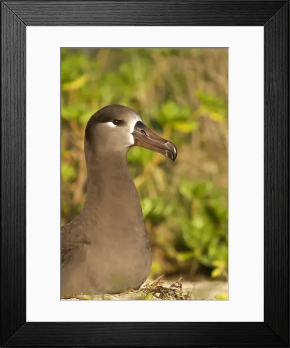 Framed Print : Picture No. 10891714 Framed Print : Picture No. 10891714
