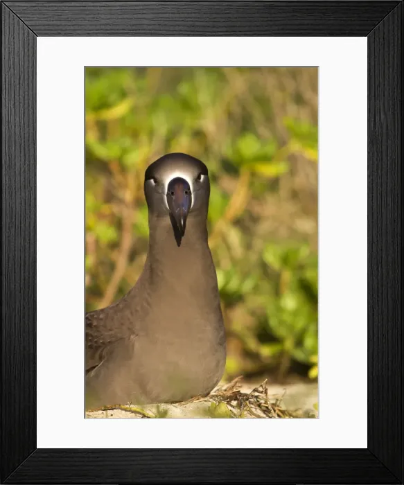 Framed Print : Picture No. 10891715 Framed Print : Picture No. 10891715