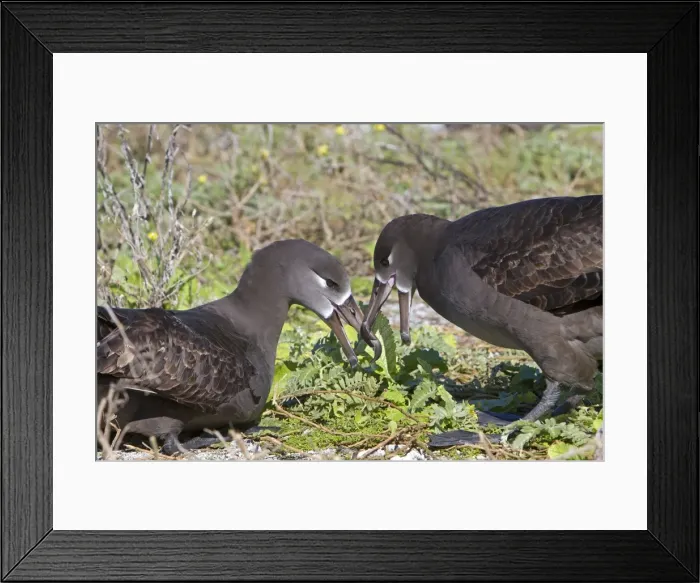 Framed Print : Picture No. 10891711 Framed Print : Picture No. 10891711
