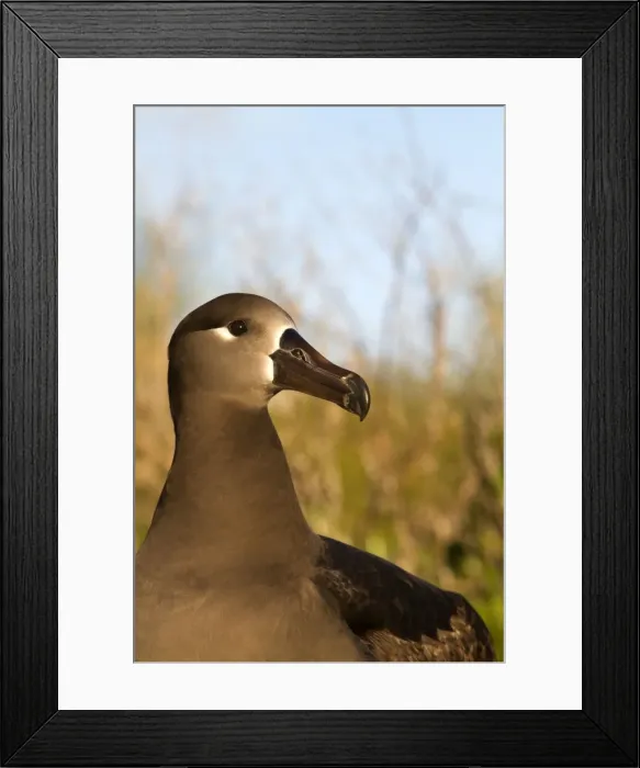Framed Print : Picture No. 10891716 Framed Print : Picture No. 10891716