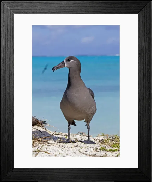 Framed Print : Picture No. 10891712 Framed Print : Picture No. 10891712