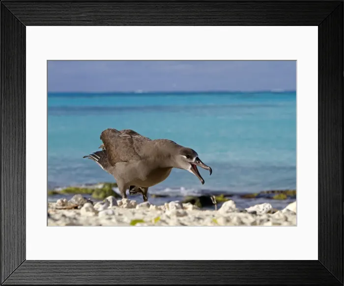 Framed Print : Picture No. 10891722 Framed Print : Picture No. 10891722