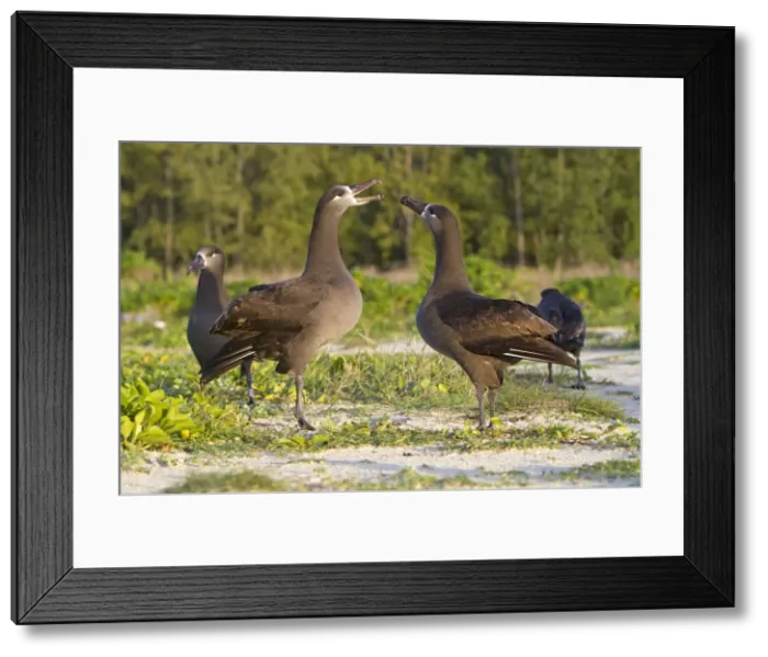 Framed Print : Picture No. 10891717 Framed Print : Picture No. 10891717