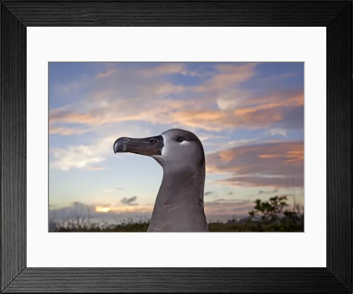 Framed Print : Picture No. 10891720 Framed Print : Picture No. 10891720