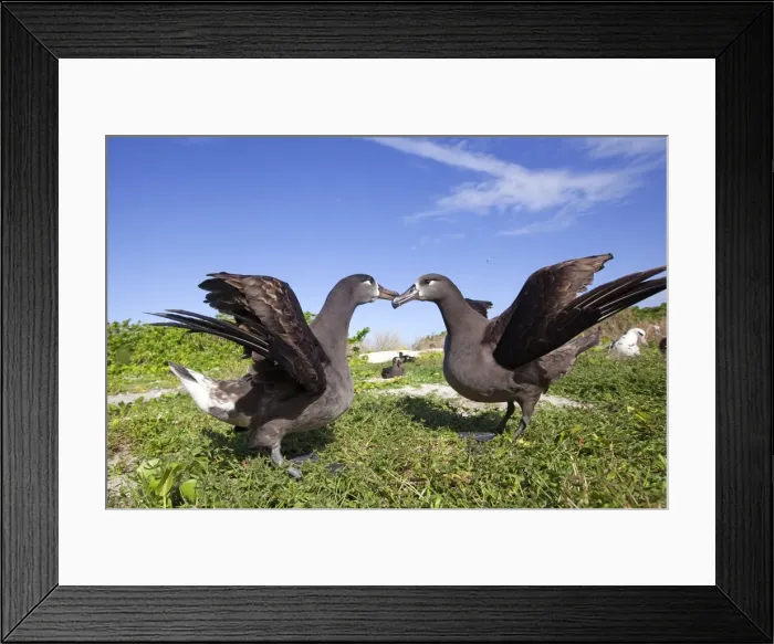 Framed Print : Picture No. 10891726 Framed Print : Picture No. 10891726