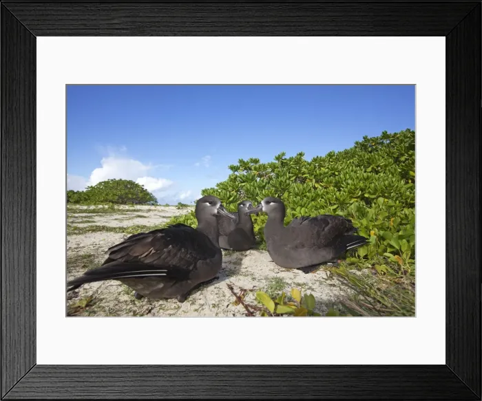 Framed Print : Picture No. 10891723 Framed Print : Picture No. 10891723