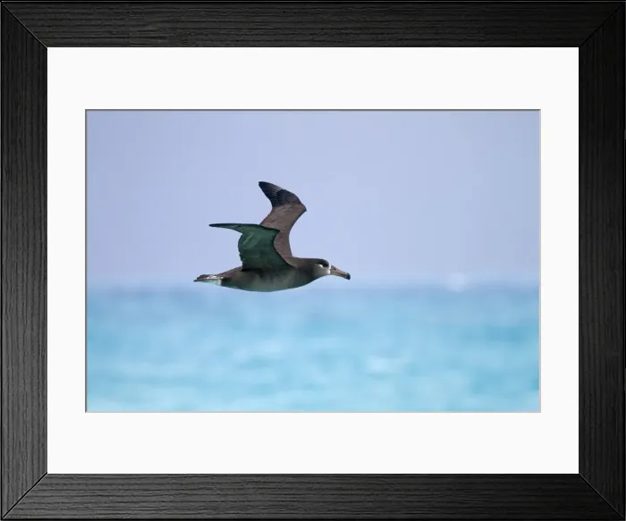 Framed Print : Picture No. 10891728 Framed Print : Picture No. 10891728