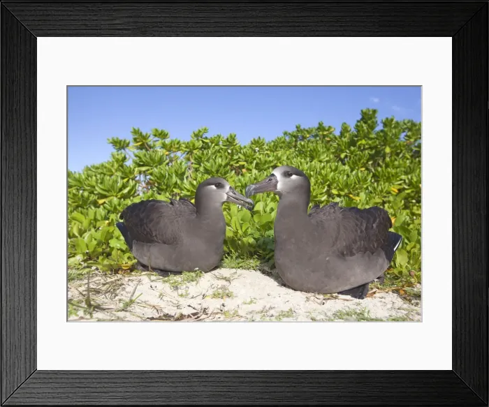 Framed Print : Picture No. 10891724 Framed Print : Picture No. 10891724