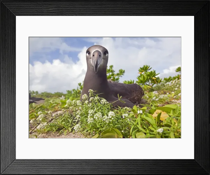 Framed Print : Picture No. 10891731 Framed Print : Picture No. 10891731