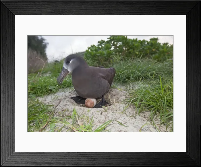 Framed Print : Picture No. 10891729 Framed Print : Picture No. 10891729