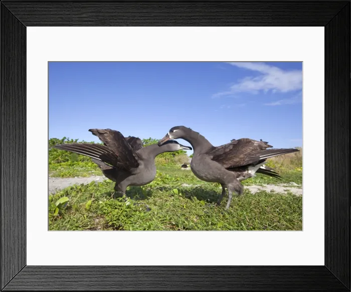 Framed Print : Picture No. 10891725 Framed Print : Picture No. 10891725